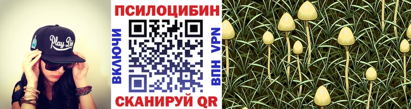 blacksprut зеркало  Старая Русса  Галлюциногенные грибы Psilocybe 